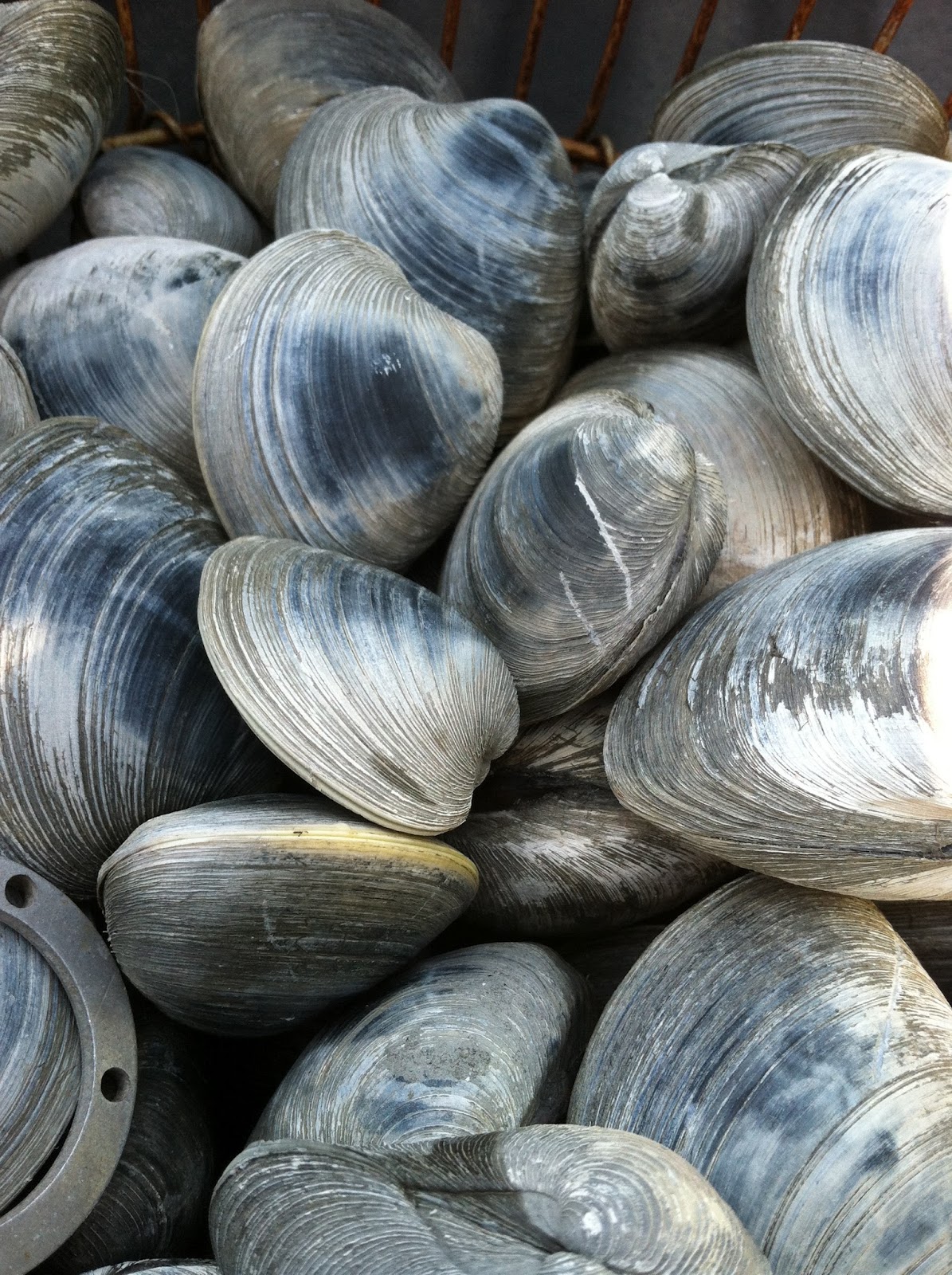 Outdoorsavages: From the Sea: The Incredible Edible Clam?
