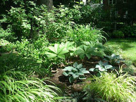Dappled shade garden with Japanese forest grass, Rodgersia, Halcyon hostas by garden muses: a Toronto gardening blog