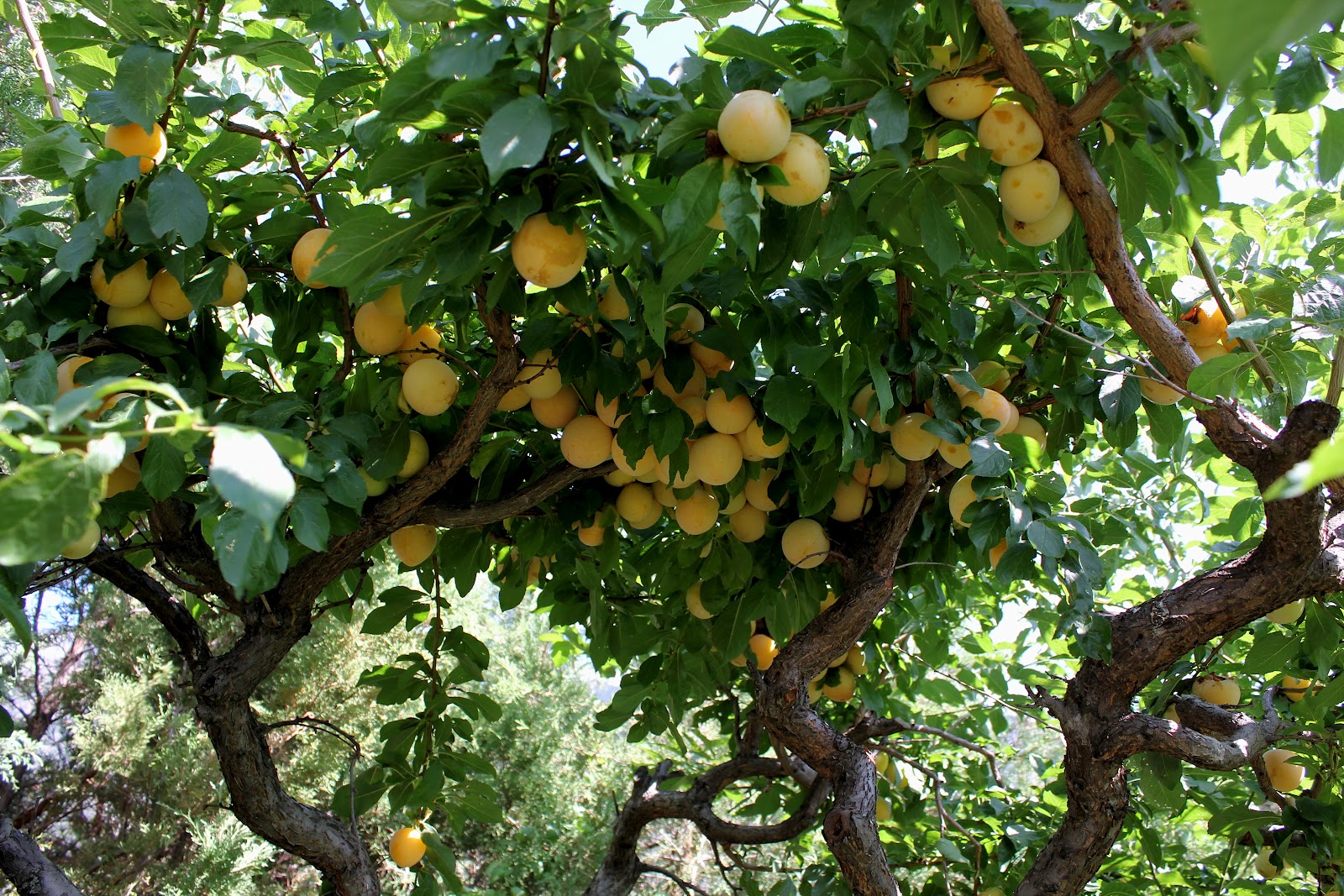 Плод яблони. Яблоня колоновидная айдаред. Яблоня горноалтайское. Деревья которые плодоносят. Абрикос дерево.