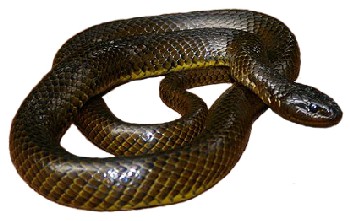 Cobra-d'Água (Liophis miliaris) Cobra-d'Água (Liophis miliaris)