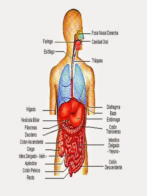 Salud Natural en Línea