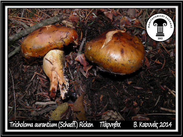 Tricholoma aurantium (Schaeff.) Ricken