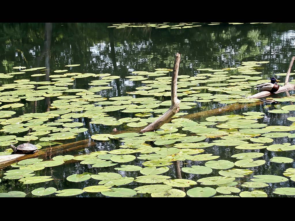 Lotus in Lake Wallpaper Nature Wallpaper