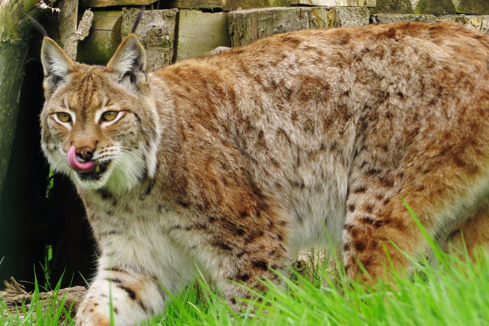 The Mad Catter: Lynx's roaming the UK