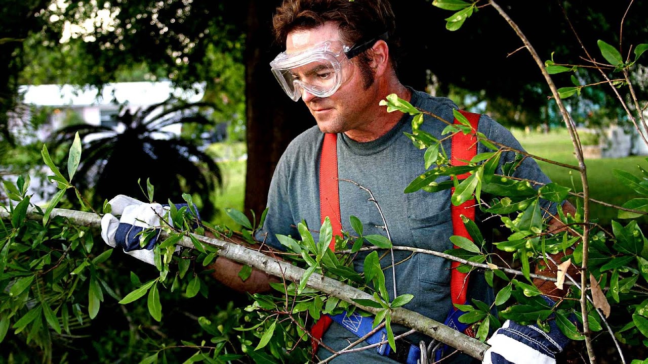 Does Homeowners Insurance Cover Tree Removal After Storm Does Homeowners Insurance Cover Tree Removal After Storm