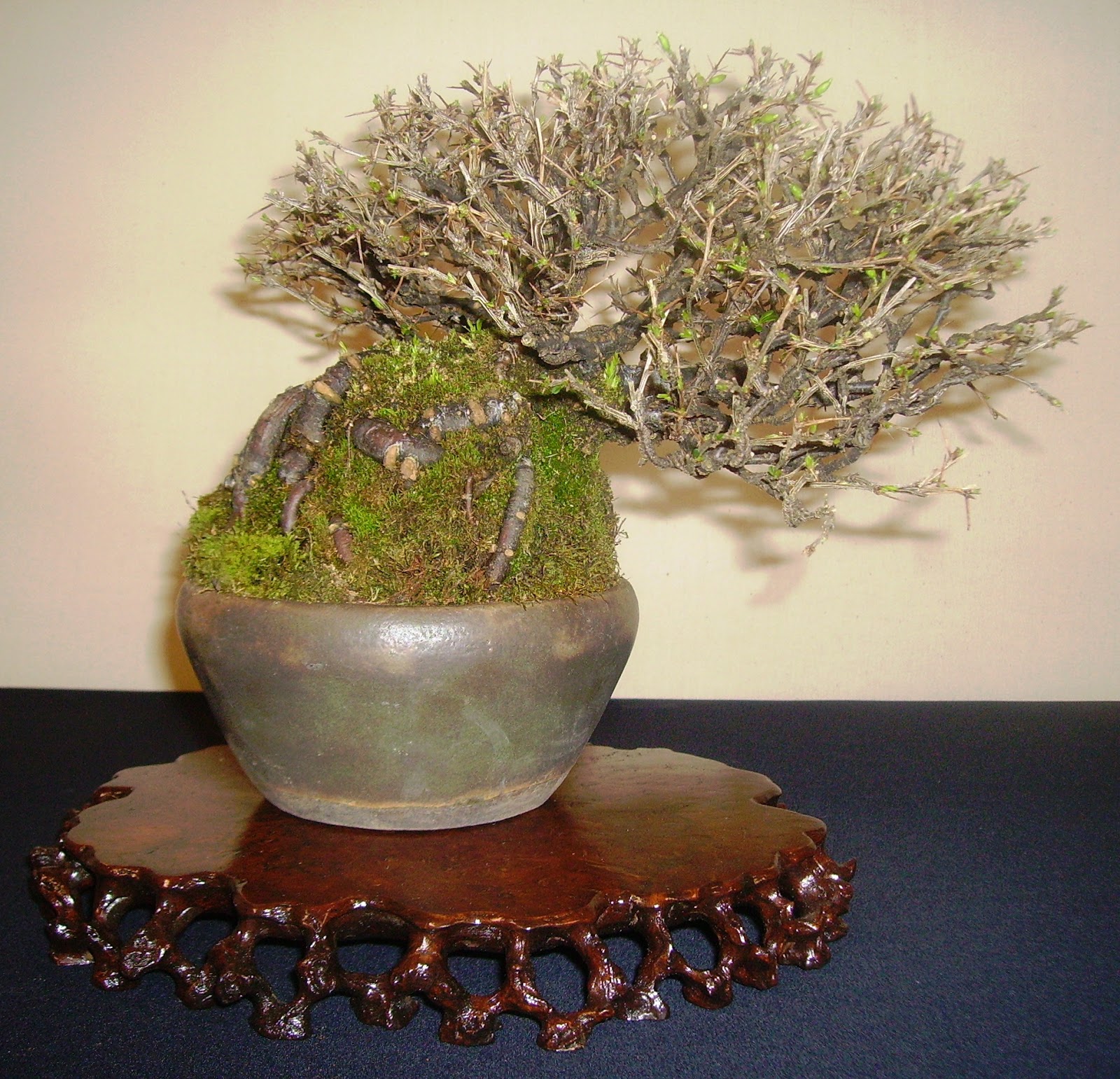 Bespoke Bonsai Stands Bespoke Bonsai Stands in displays at Shohin UK 2013