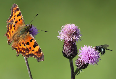 Herukkaperhonen, Nymphalis c-album, Comma Butterfly