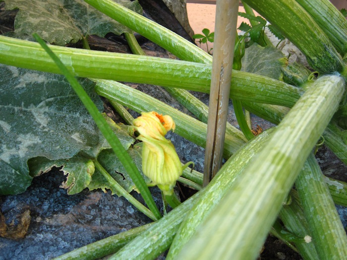 Moomser Fried Zucchini flowers in beer batter and other stuff