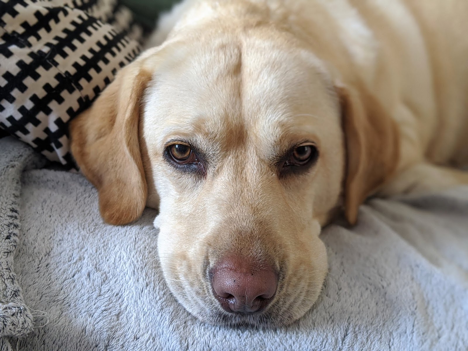 Scully the Labrador looking fed up