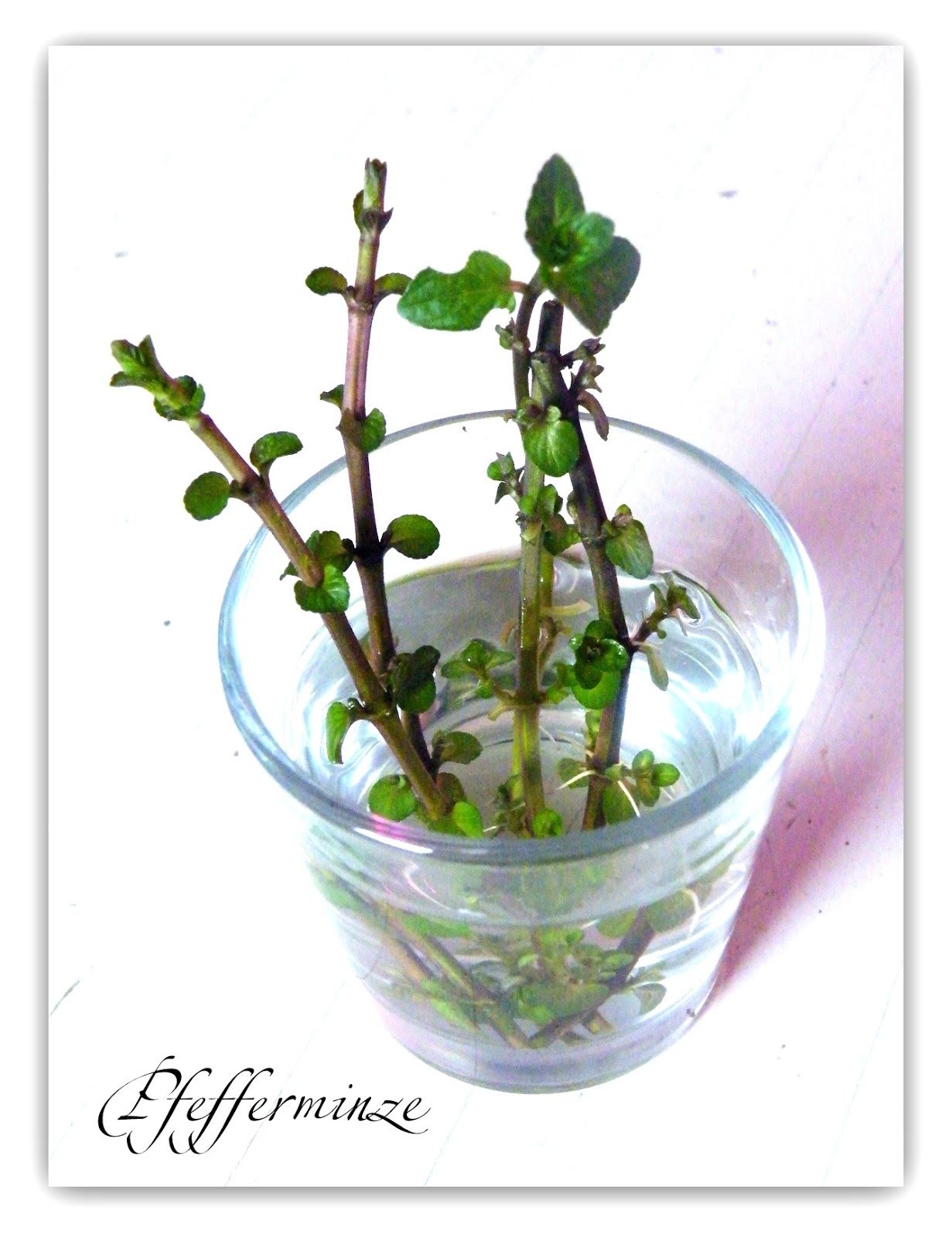 Permakultur Und Indoor Garten Pfefferminze Indoor Garten Februar