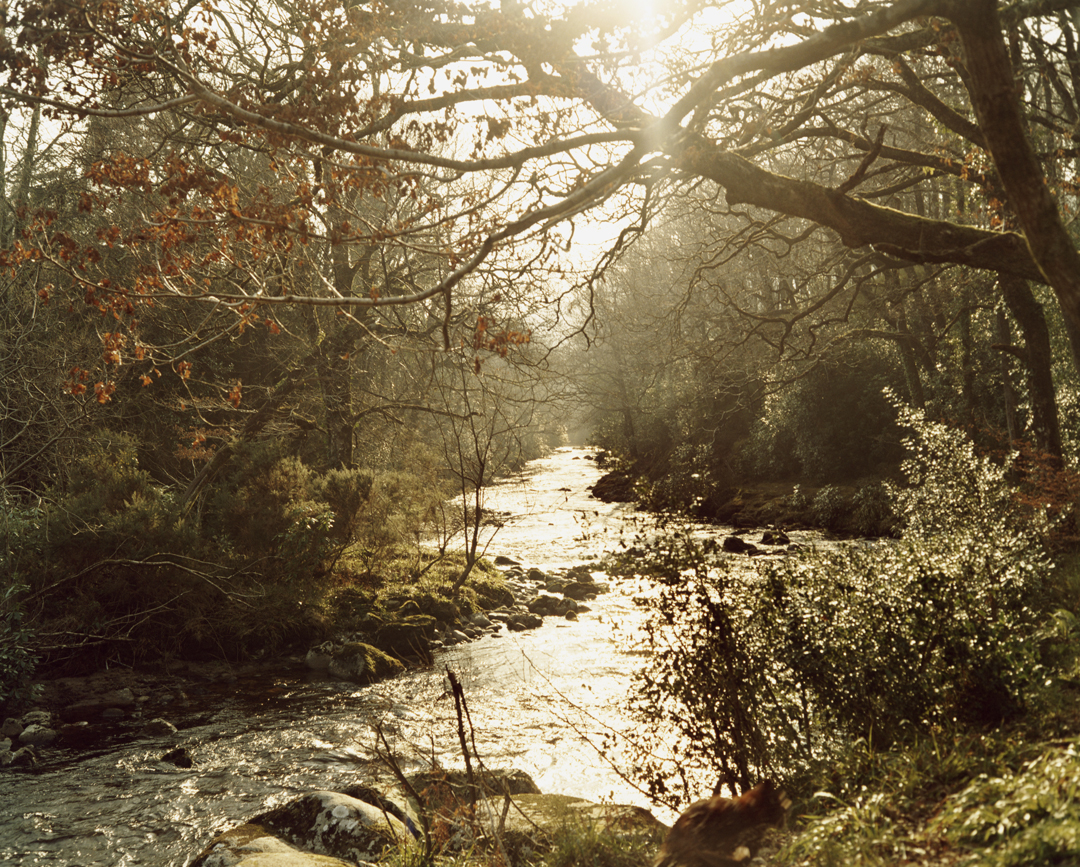 Lake Isle Of Innisfree Niall'O: THE LAKE ISLE OF INNISFREE By William Butler Yeats