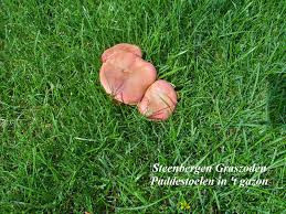 in het gazon komen paddenstoelen