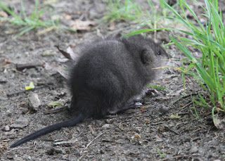 muskrat.jpg