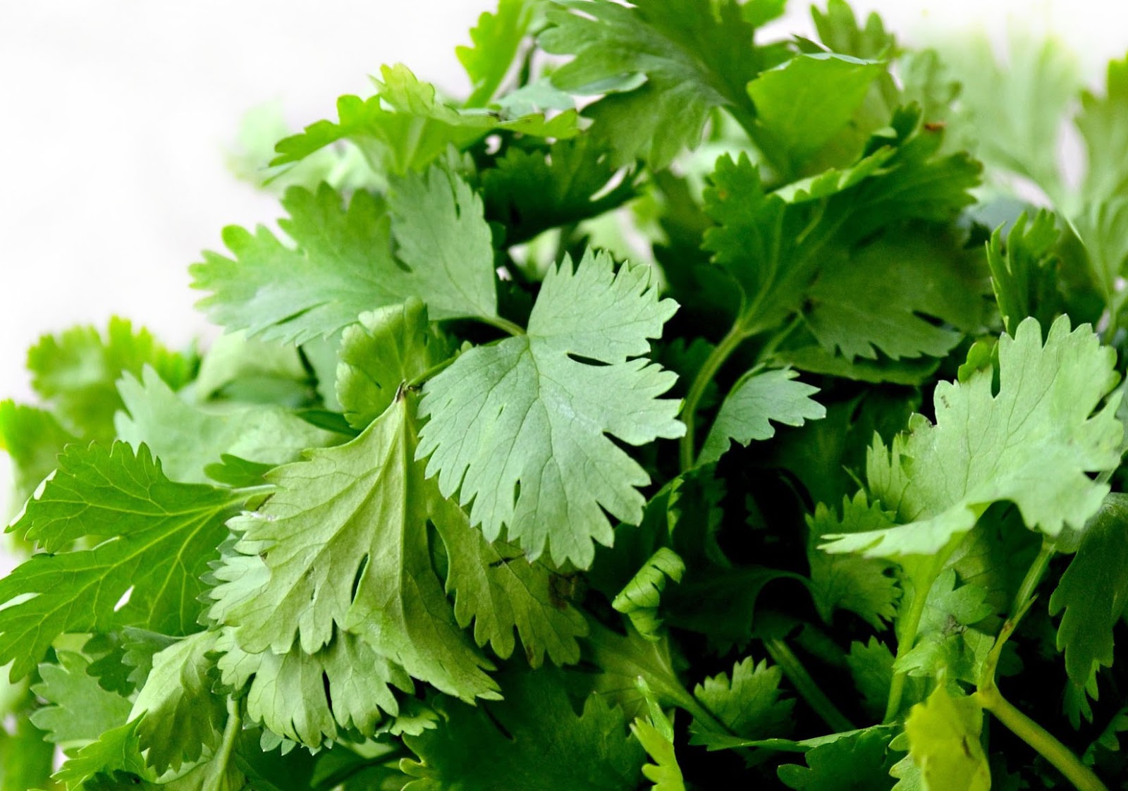 Culinary Physics Cilantro Taste Why Coriander Cilantro Tastes