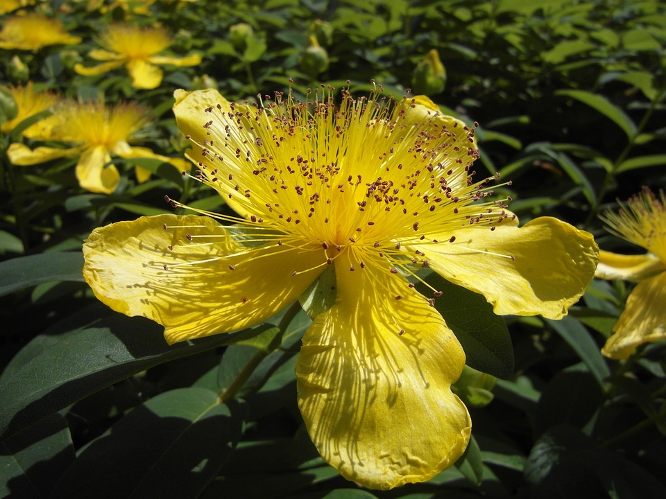 Medicinal Plants July 2018