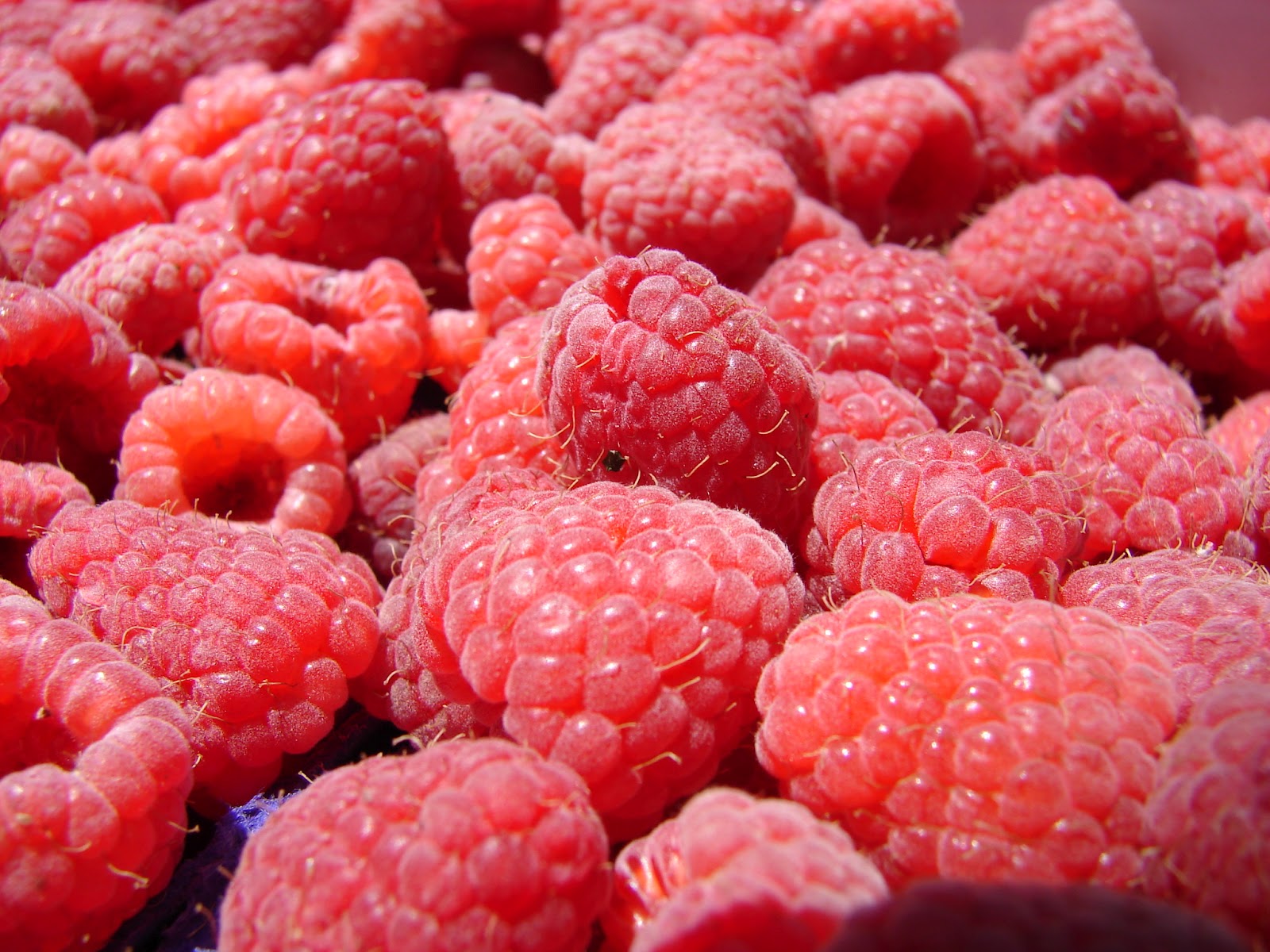 New Utah Gardener: Homemade Jam - Fresh Local Utah Fruit!