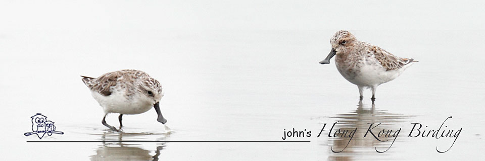 John's Hong Kong Birding