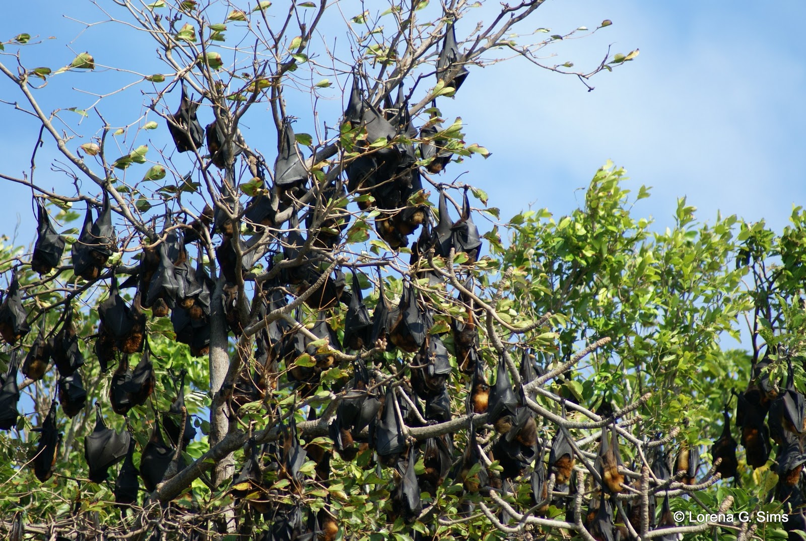 Bat Island in Hundred Islands