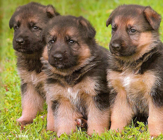 List 92+ Pictures pics of german shepard pups Superb List 92+ Pictures pics of german shepard pups Superb