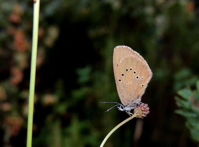 Mariposa hormiguera oscura phengaris nausithous