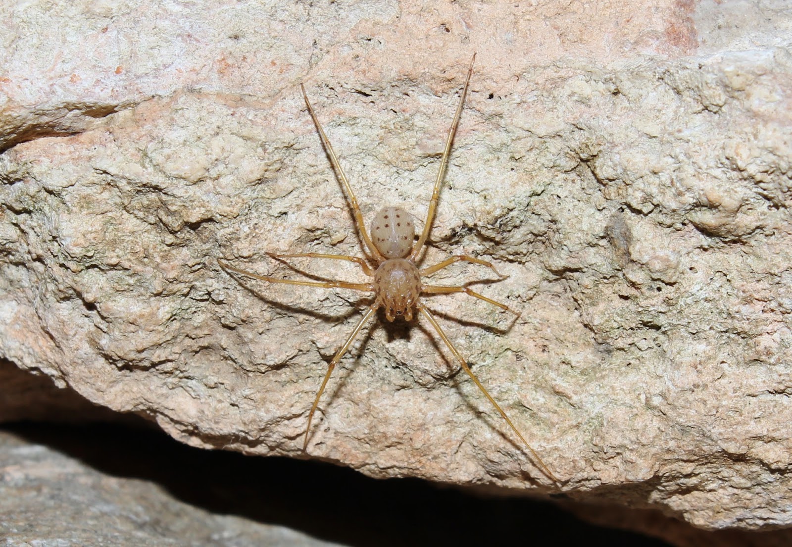 Biodiversity of Cyprus by NGO Protection of the Natural Heritage and