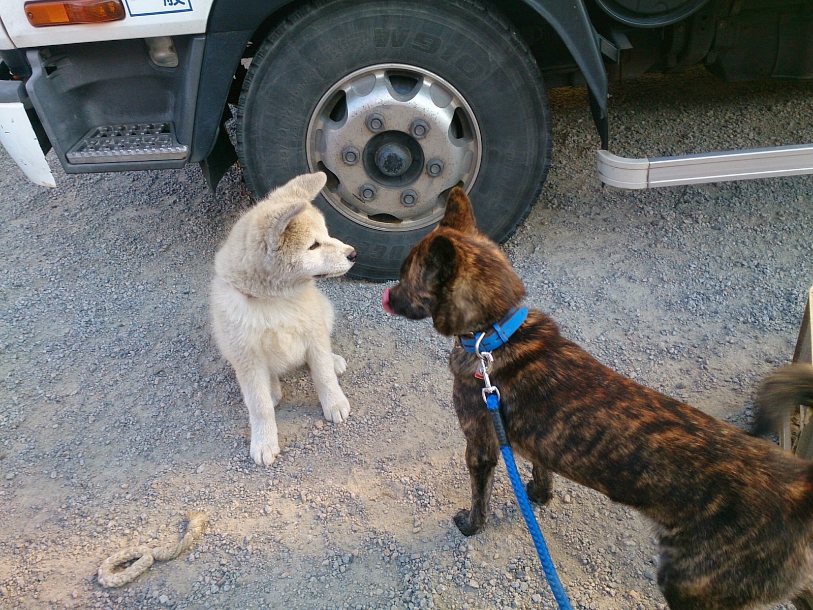 甲斐犬 meets 秋田犬