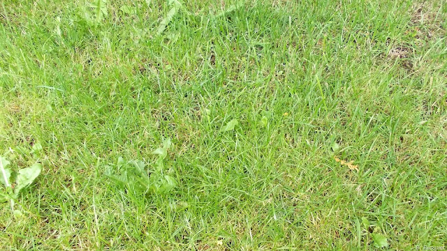 Gras en onkruid Gras en onkruid