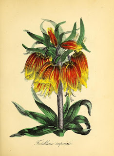  Free Botanical illustration Books