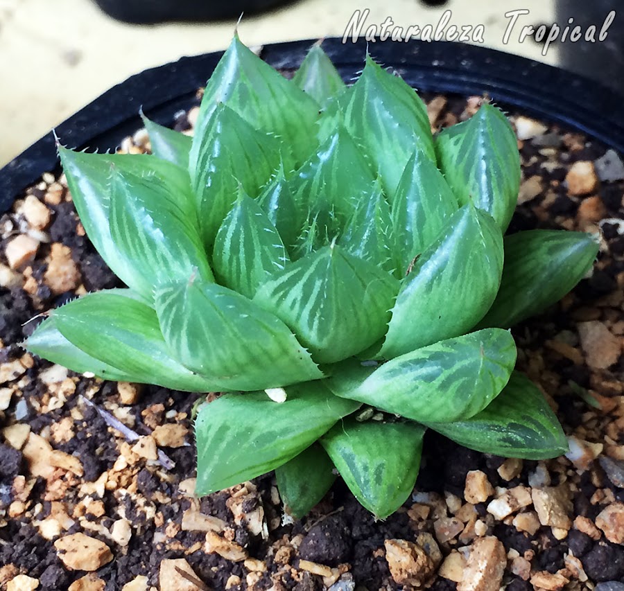 Planta Haworthia cooperi