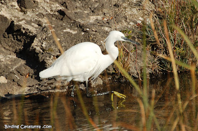 Martinet blanc (Egretta garzetta)