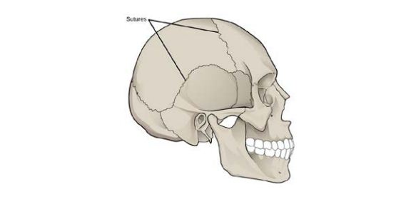Tengkorak dan Tulang Belakang | Pak Pandani | Belajar dan Berbagi