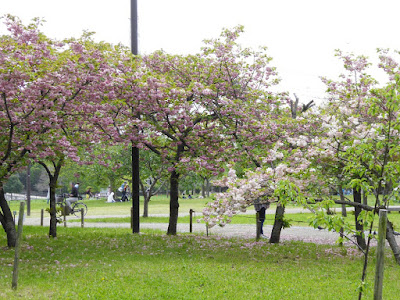 深北緑地公園 4月下旬の桜