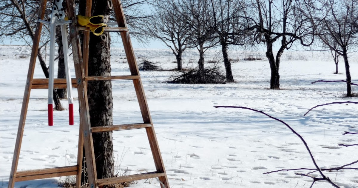 Alternative Roots Farm Fruit Tree Pruning Class