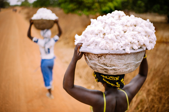 Woman working picking cotton in Benin.