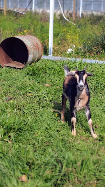 Goat tethered to a barrel in Renwick New Zealand near the Blenheim wineries