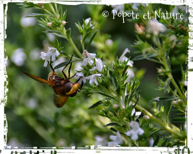 © Popote et Nature - Milesia craboniformis