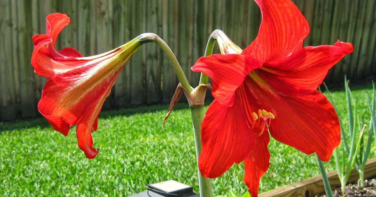 6 Best Lilies for Your Garden This Summer Story News Updates
