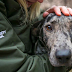 Good News: South Korea’s Largest Dog Meat Slaughterhouse Has Been Shut Down