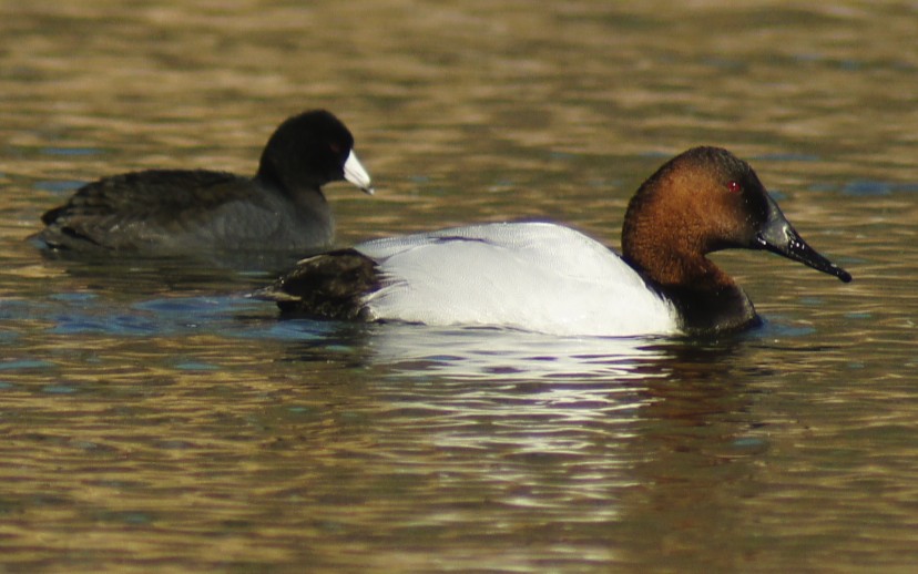 Butler's Birds Puddle Ducks