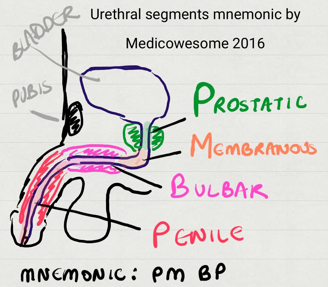 Medicowesome Step 2 CK Anterior and posterior urethral injuries and