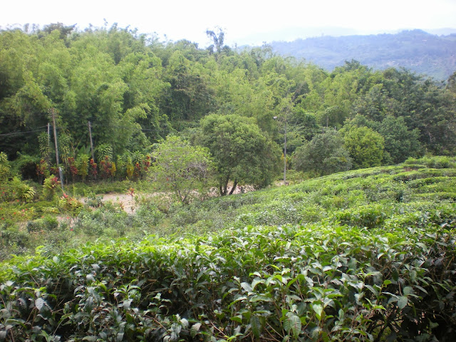ladang Sabah Tea di Hutan Hujan Borneo