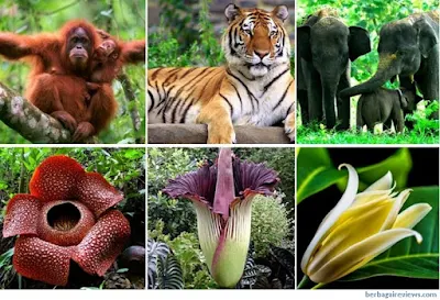 Flora dan fauna yang beraneka ragam pengaruh letak astronomis Indonesia - berbagaireviews.com