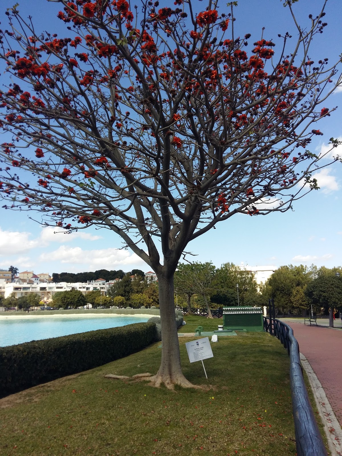 EL JARDÍN DEL I.E.S. SIERRA BLANCA: Arbol Coral