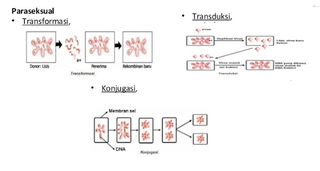 Bakteri yang ada Dikehidupan sehari hari