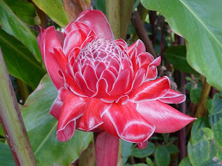 Etlingera elatior - Rose de porcelaine Etlingera elatior - Rose de porcelaine
