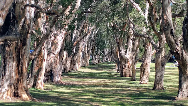 Centennial Park Sydney: Paperbark Grove