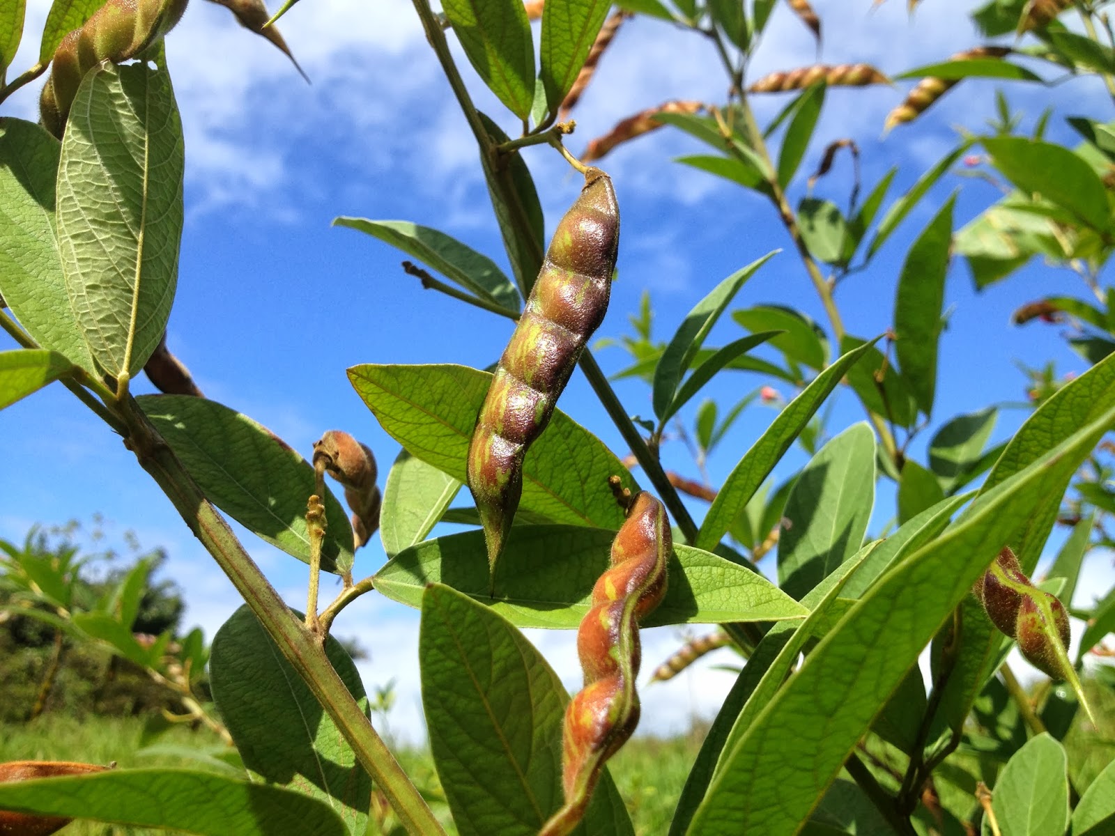 Tropical Homestead Harvesting Pigeon Peas