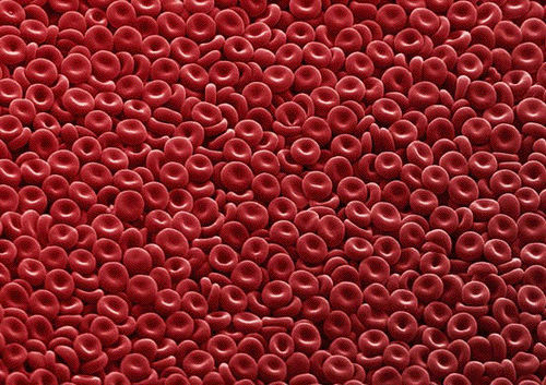 cuanta cantidad de globulos rojos hay en la sangre cuanta cantidad de globulos rojos hay en la sangre