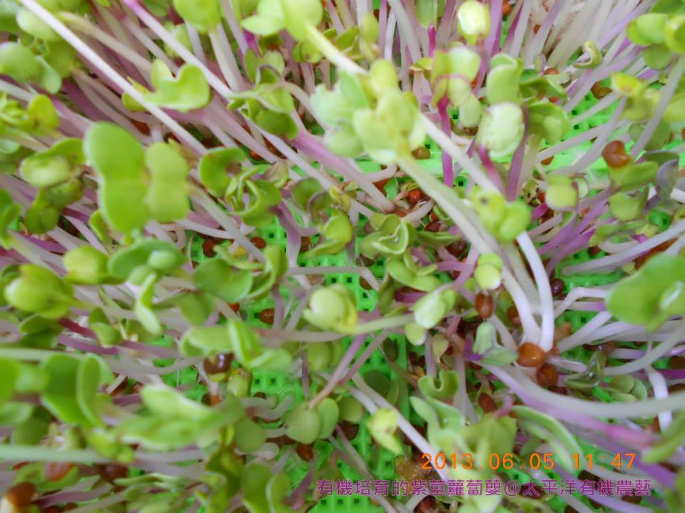 有機紫莖蘿蔔嬰芽菜苗