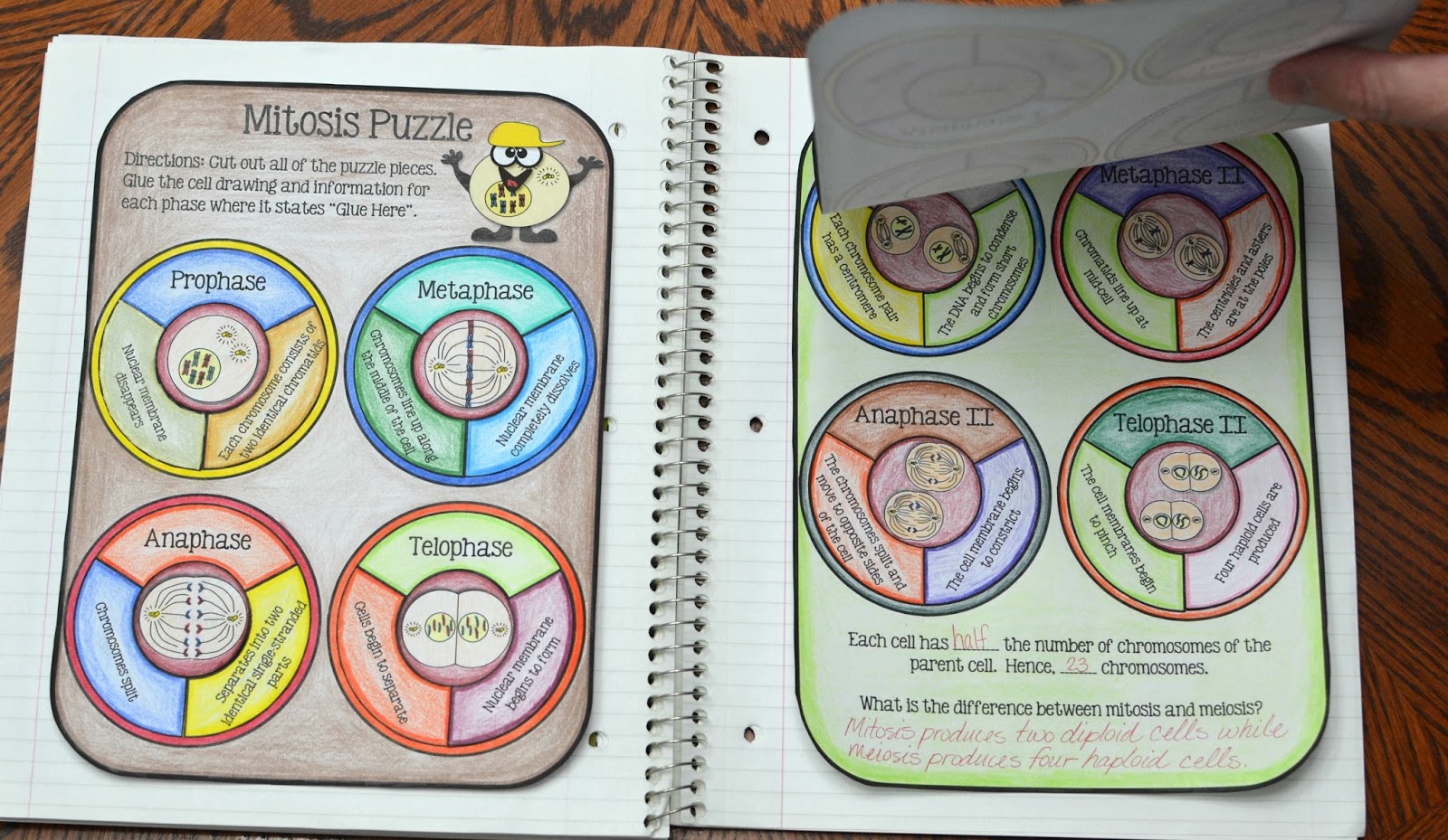 science interactive notebook cells math in demand mitosis venn diagram